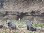 Baby seals playing, Wharariki beach: by thomasz, Views[189]