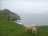 Sheep on a cliff, near Cape Farewell: by thomasz, Views[135]