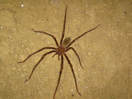Cave spider, Oparara Basin