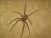 Cave spider, Oparara Basin: by thomasz, Views[109]