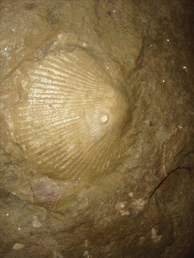 Fossils in a cave, Oparara Basin