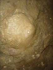 Fossils in a cave, Oparara Basin: by thomasz, Views[149]