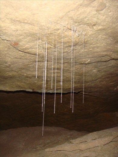 Sticky threads of a glow worm, Oparara Basin