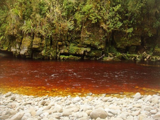 Tannin stained water, Oparara Basin
