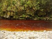 Tannin stained water, Oparara Basin: by thomasz, Views[129]