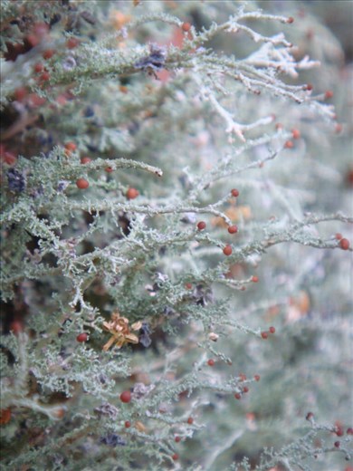 Lichen