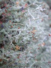Lichen: by thomasz, Views[133]