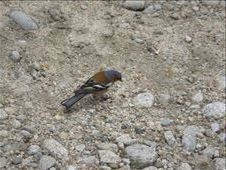 Finch: by thomasz, Views[105]