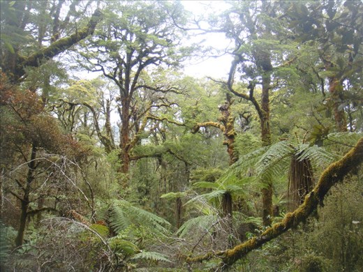 Primeval forest, Oparara Basin