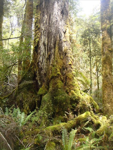 Primeval forest, Oparara Basin