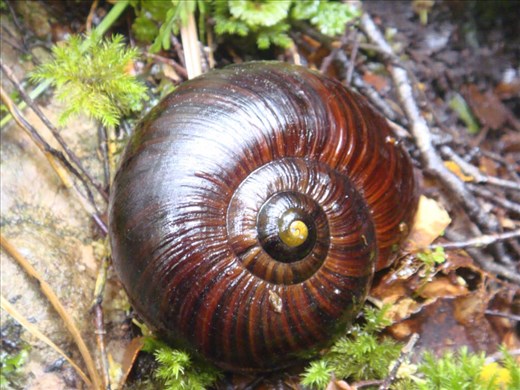 Carnivorous black snail