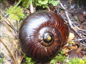 Carnivorous black snail: by thomasz, Views[110]