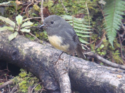 New Zealand Robin