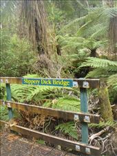 Slippery dick: by thomasz, Views[161]