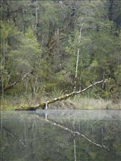 Mirror lake, Oparara Basin: by thomasz, Views[141]