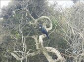 Tui: by thomasz, Views[221]