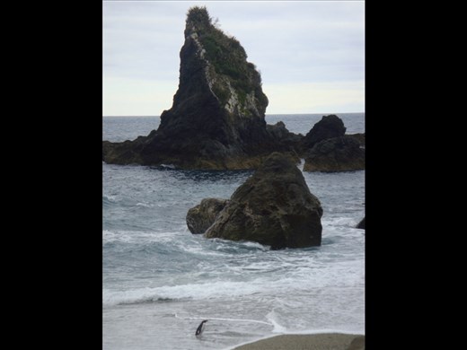 Fiordland Crested Penguin, Monroe beach