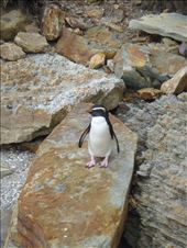 Fiordland Crested Penguin, Monroe beach: by thomasz, Views[115]