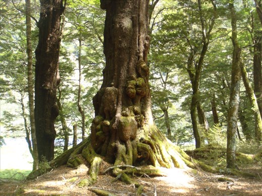 Beech, Caples - Greenstone track
