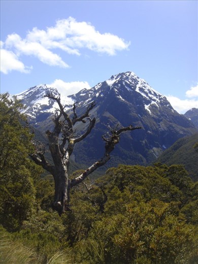 Caples - Greenstone track