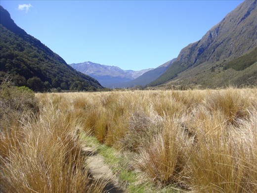 Tussock, Caples - Greenstone track