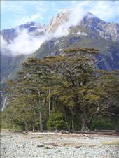 Milford Sound: by thomasz, Views[131]