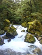 Toward lake Marian, Fiordland NP: by thomasz, Views[129]