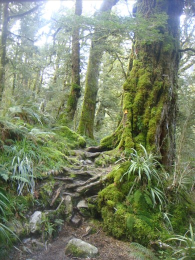 Near lake Marian, Fiordland NP