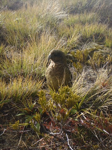 Kea, Kepler Track