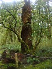 Kepler Track: by thomasz, Views[98]