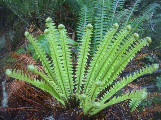 Ferns, Kepler Track