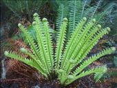 Ferns, Kepler Track: by thomasz, Views[119]