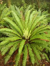 Ferns, Kepler Track: by thomasz, Views[135]