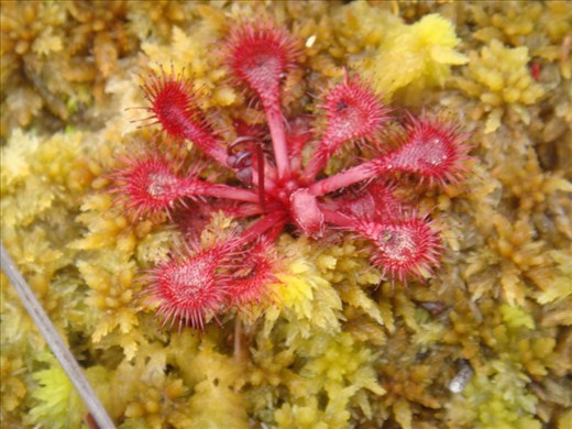 Sundew, Kepler Track