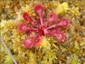 Sundew, Kepler Track: by thomasz, Views[166]