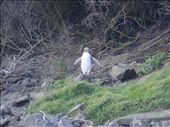 Yellow eyed penguin, rarest in the world, Curio Bay: by thomasz, Views[113]