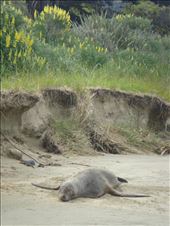 Sea lion, Cannibal Bay: by thomasz, Views[154]