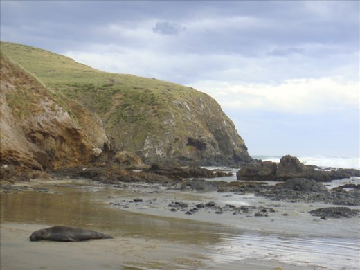 Sea lion, Cannibal Bay