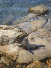 Seal, Shag point: by thomasz, Views[199]