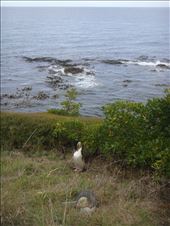 Two yellow eyed penguins and two rabbits, Katiki Point: by thomasz, Views[113]