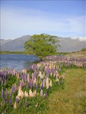 Lupins, Lake Alexandria: by thomasz, Views[107]