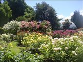 Rose garden, botanical gardens Christchurch: by thomasz, Views[128]