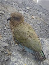 Kea: by thomasz, Views[136]