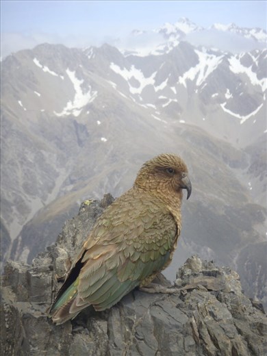 Kea on Avalanche Peak