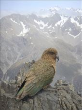 Kea on Avalanche Peak: by thomasz, Views[105]