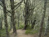 Lichen covered trees, Cass-Lagoon Track: by thomasz, Views[134]