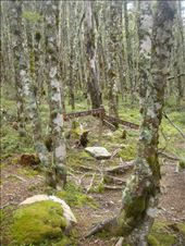 Directions, Cass-Lagoon Track: by thomasz, Views[121]