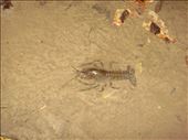 Crayfish, Rotokare: by thomasz, Views[90]
