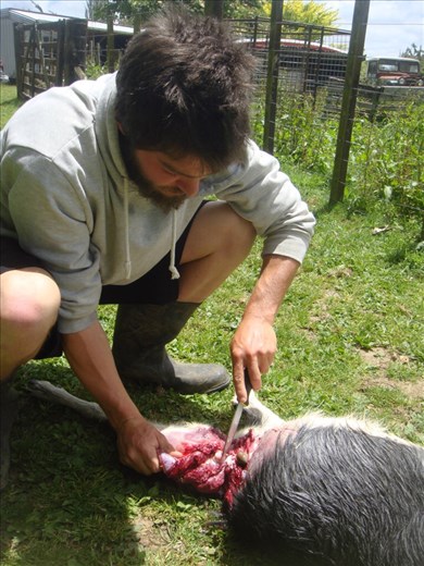 Cutting up a goat for the pigs, Avonstour