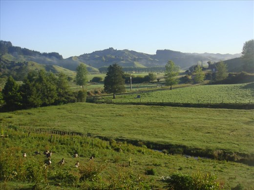 Geese and the paddocks, Avonstour